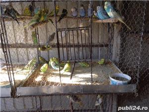 Pasari exotice - imagine 4 Pasari exotice - imagine 4