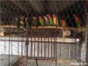 Pasari exotice - imagine 6 Pasari exotice - imagine 6