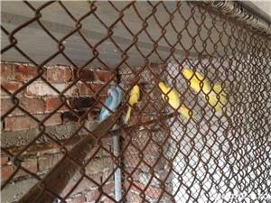 Pasari exotice - imagine 8 Pasari exotice - imagine 8