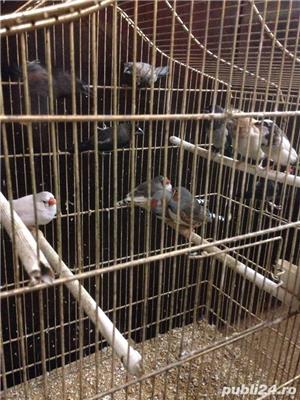 Pasari exotice - imagine 5 Pasari exotice - imagine 5