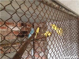 Pasari exotice - imagine 2 Pasari exotice - imagine 2