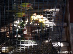 Pasari exotice - imagine 7 Pasari exotice - imagine 7