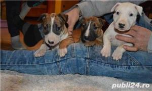 Vand bull terrier bullTerrier