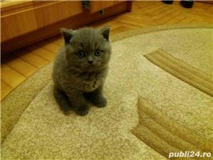 Fetite british shorthair blue! - imagine 2