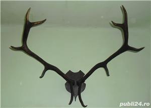 Trofeu vânătoare cerb din anii 1940