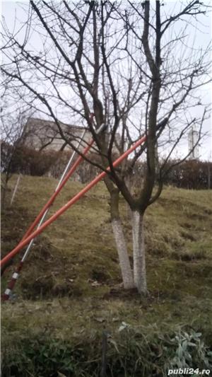 Taieri pomi fructiferi