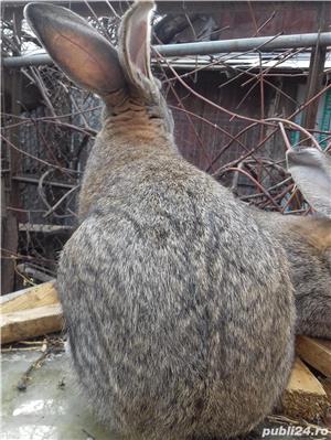 vand iepuri urias german si metis - imagine 5 vand iepuri urias german si metis - imagine 5