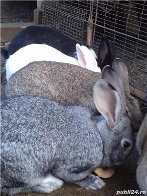 vand iepuri urias german si metis - imagine 7 vand iepuri urias german si metis - imagine 7