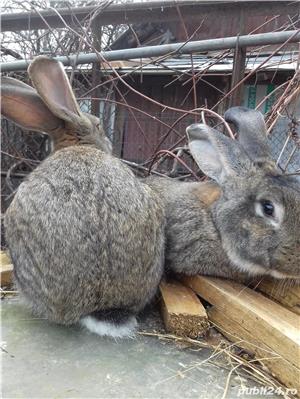 vand iepuri urias german si metis - imagine 8 vand iepuri urias german si metis - imagine 8