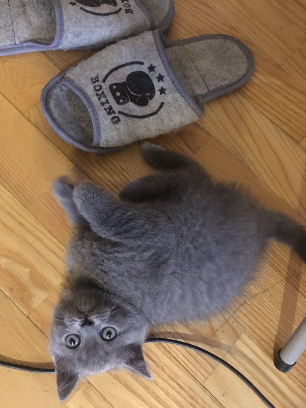 Vand fetita british shorthair blue! - imagine 2