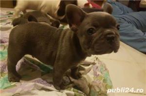 Vand bulldog/buldog francez pe albastru(gri,blue)!! - imagine 4