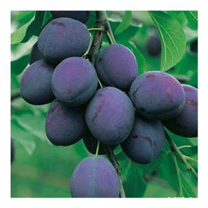 Pălincă 40 lei per litru 