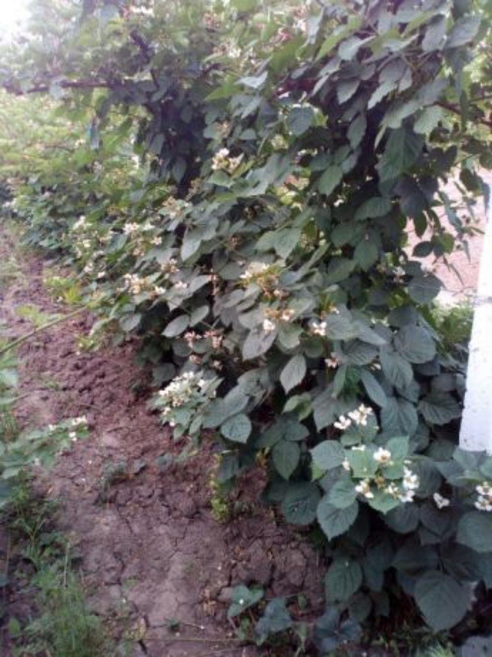 OFERTA !!! Butasi mur thornfree GIGANT   loch ness  navaho summerlong arapaho zmeura  - imagine 2