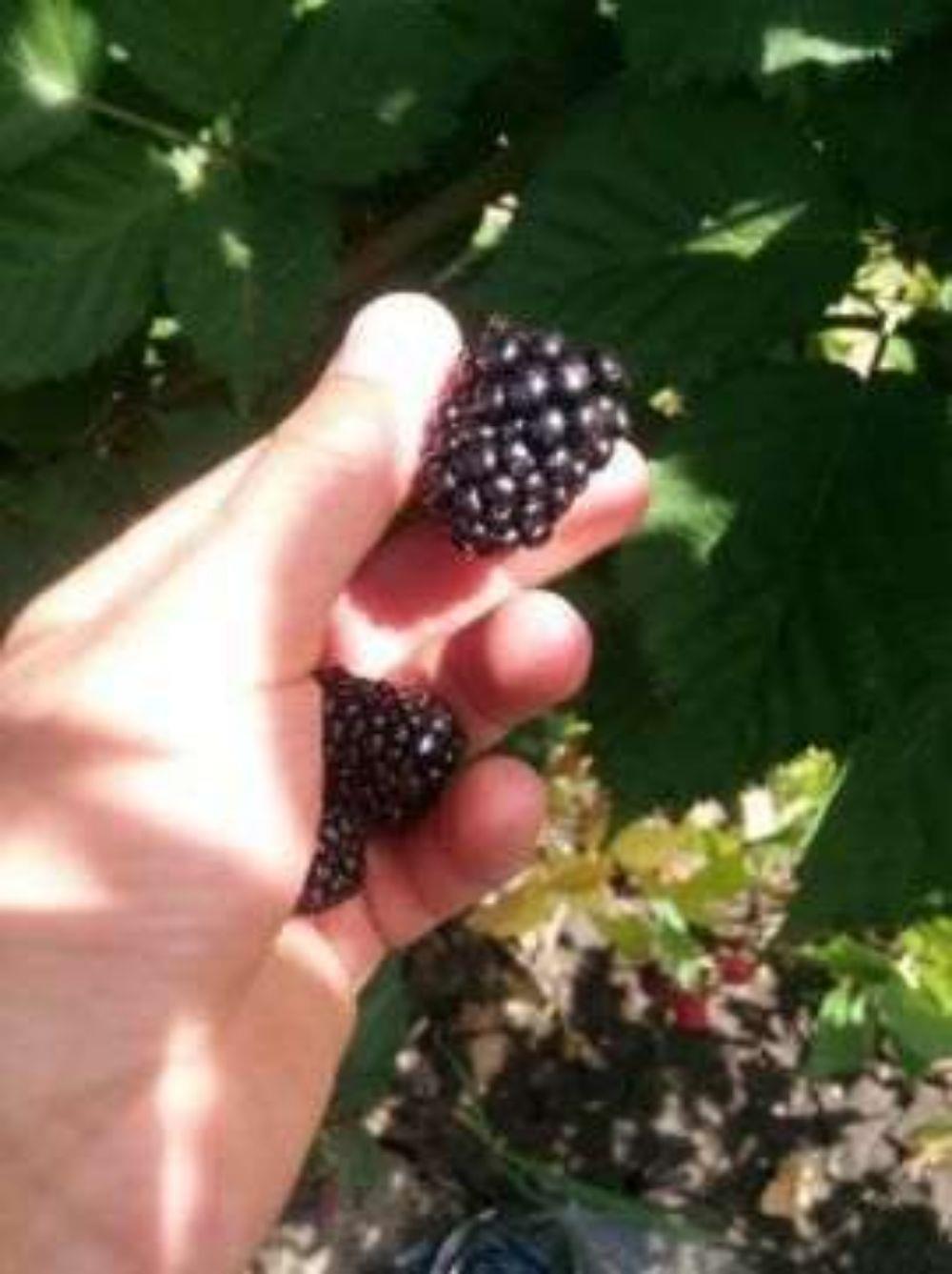 OFERTA !!! Butasi mur thornfree GIGANT   loch ness  navaho summerlong arapaho zmeura  - imagine 6