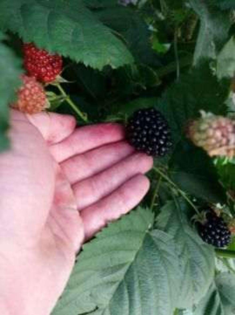 OFERTA !!! Butasi mur thornfree GIGANT   loch ness  navaho summerlong arapaho zmeura  - imagine 7