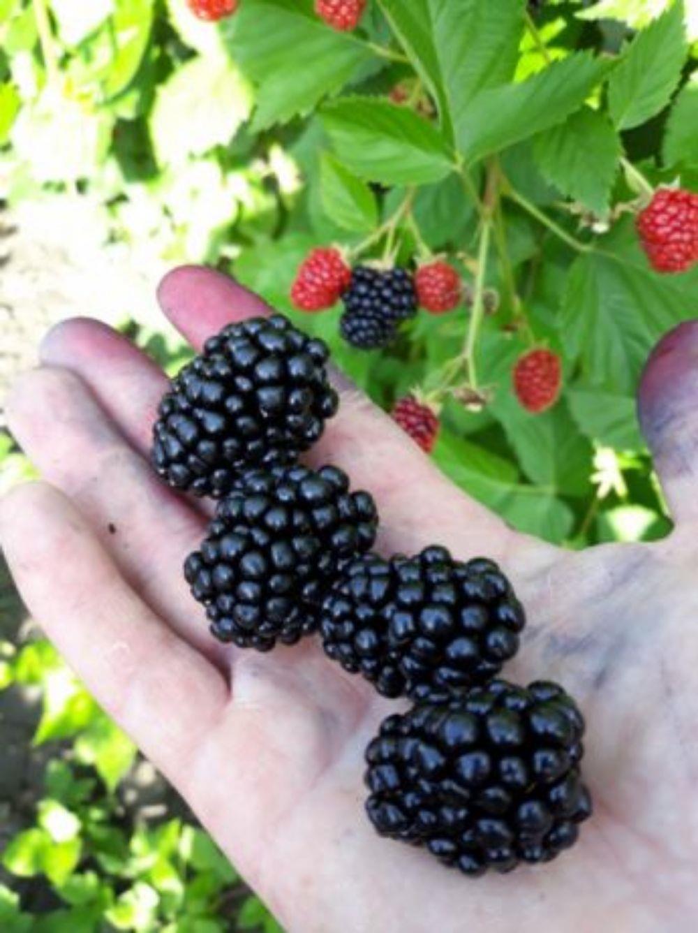 OFERTA !!! Butasi mur thornfree GIGANT   loch ness  navaho summerlong arapaho zmeura  - imagine 4