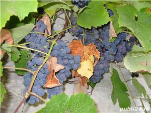 Vin rosu - imagine 3