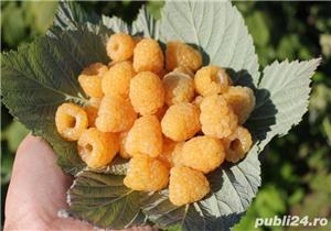 Drajoni Zmeura Cytria (soi galben) Si Alte Soiuri In Comentariu