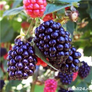 Butasi Mure Smoothsthem Si Alte Soiuri In Comentariu