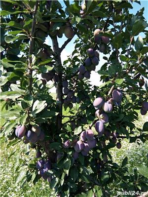 Pălincă naturala din prune de 50   - imagine 3