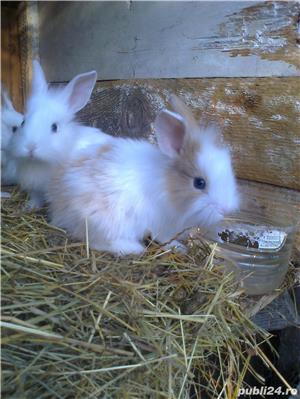 Iepurasi pitici de companie - imagine 3