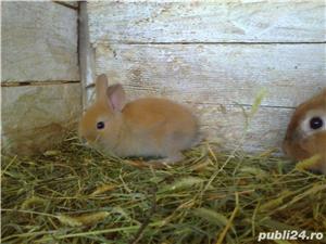 Iepurasi pitici de companie - imagine 7