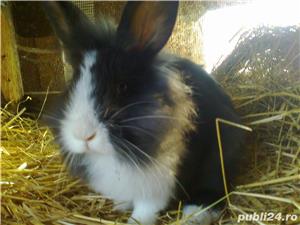 Iepurasi pitici de companie - imagine 10