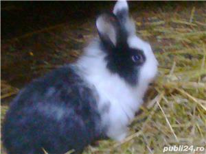 Iepurasi pitici de companie - imagine 12
