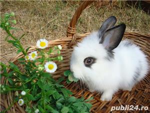 Iepurasi pitici de companie - imagine 15