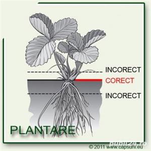 Plantatie stoloni de capsuni timpurii, tarzii, Romanesc si Regina Elisabeta a-II-a remontant - imagine 3