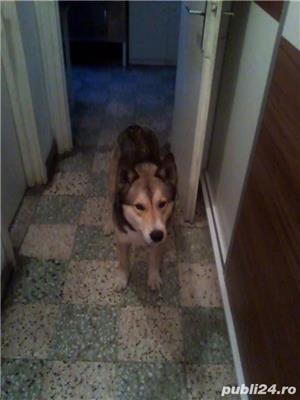 Pierdut/furat caine metis malamut/husky/ciobanesc german - imagine 4