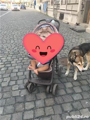 Pierdut/furat caine metis malamut/husky/ciobanesc german - imagine 6