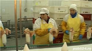 Linie semi automata pentru portionat si dezosat pui, curcani,gaini - imagine 3