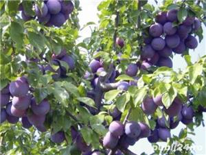 Palinca,Tuica de prune,100% naturala - imagine 2