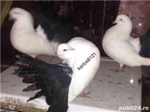 Porumbei voltati albi coada neagra  - imagine 4