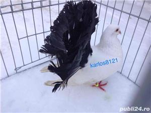 Porumbei voltati albi coada neagra  - imagine 6