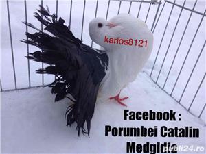 Porumbei voltati albi coada neagra  - imagine 3