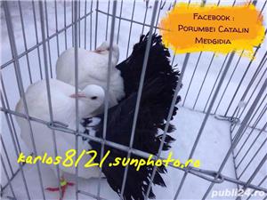 Porumbei voltati albi coada neagra  - imagine 2