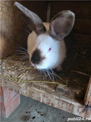 Iepuri din rasa California/Californian de vanzare - imagine 2