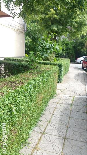 TAIERI Stropiri si tratamente la pomi - imagine 10