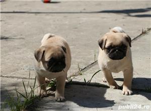 pui mops PUG - imagine 2