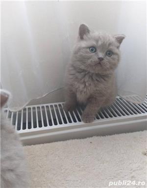 Pui de british shorthair diverse nuante - imagine 4