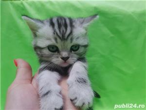Pui de british shorthair diverse nuante - imagine 5