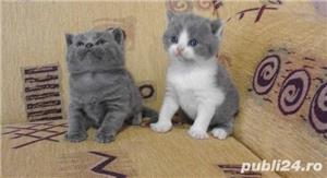 Pui de british shorthair diverse nuante - imagine 3