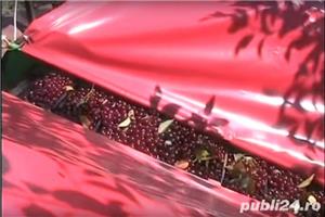 Utilaj recoltat prune, cirese,visine, alune,nuci, migdale,caise - imagine 8