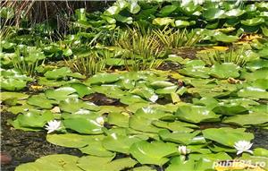 Excursii si trasee Gura Portitei si Delta Dunarii - imagine 4