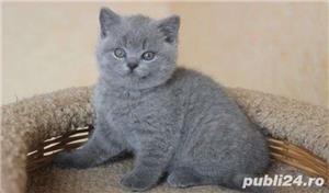 Pisici British Shorthair Blue, genetic de top - imagine 1