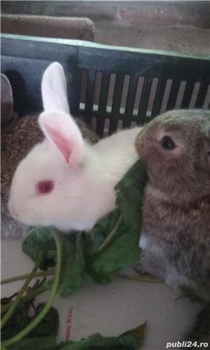 vand iepuri - imagine 3