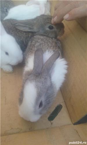 vand iepuri - imagine 6