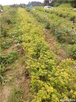 Butași trandafiri Rainbow - imagine 7